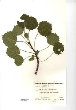 Image of Common Aspen