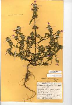 Image of Red hemp-nettle