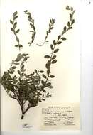 Image of creeping willow