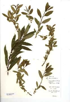 Image of Almond-leaved Willow