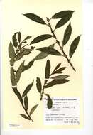 Image of Almond-leaved Willow