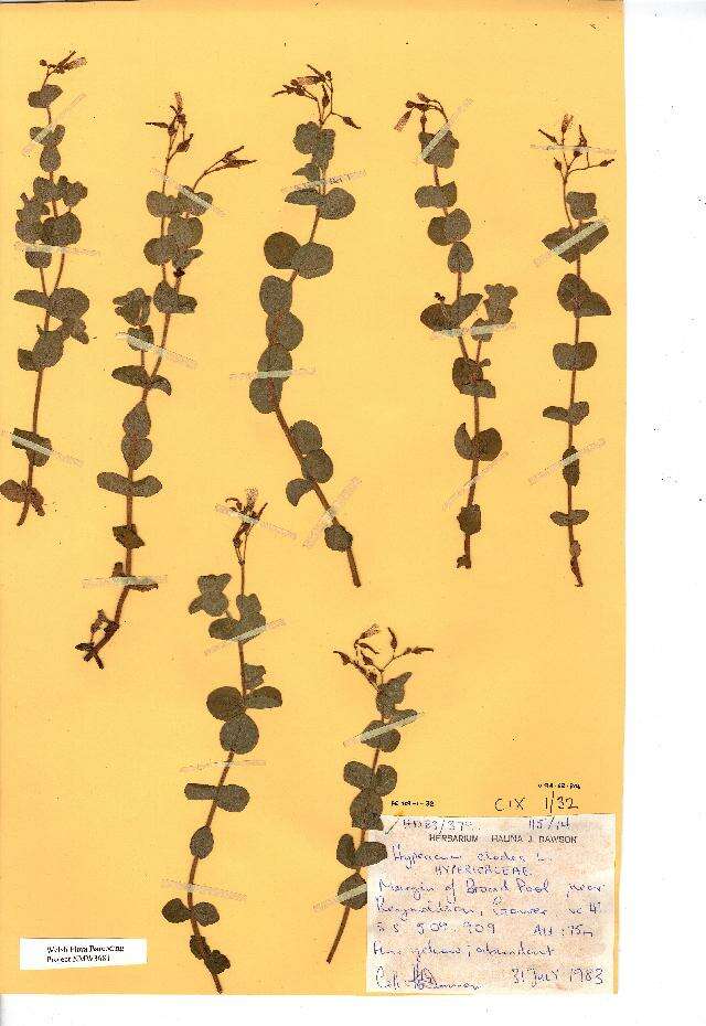 Image of Hypericum elodes L.