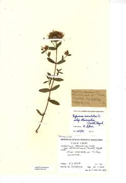 Image of spotted St. Johnswort