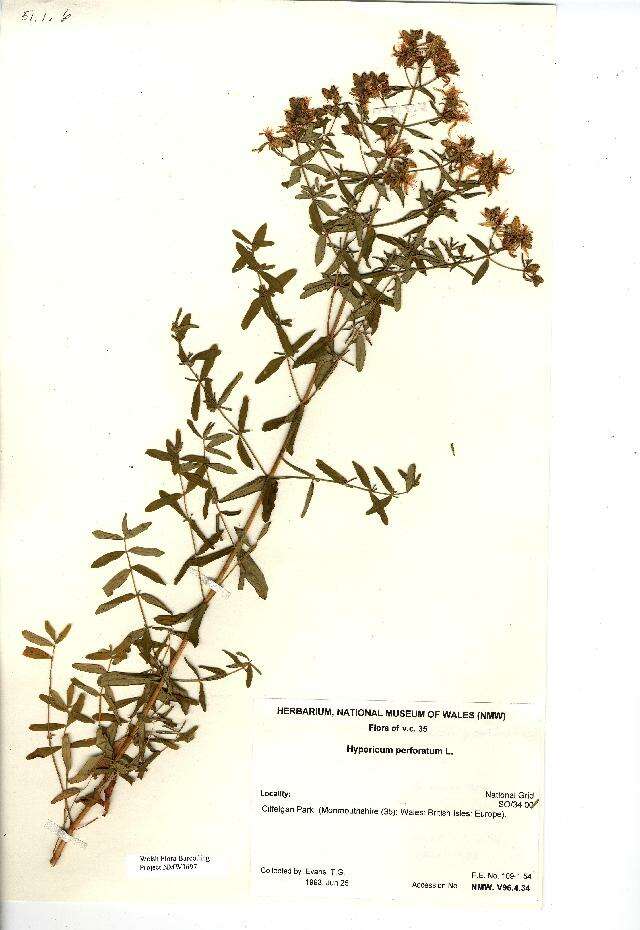 Image of St John's wort