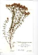 Image of St John's wort