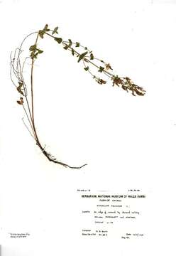 Image of slender St John's-wort