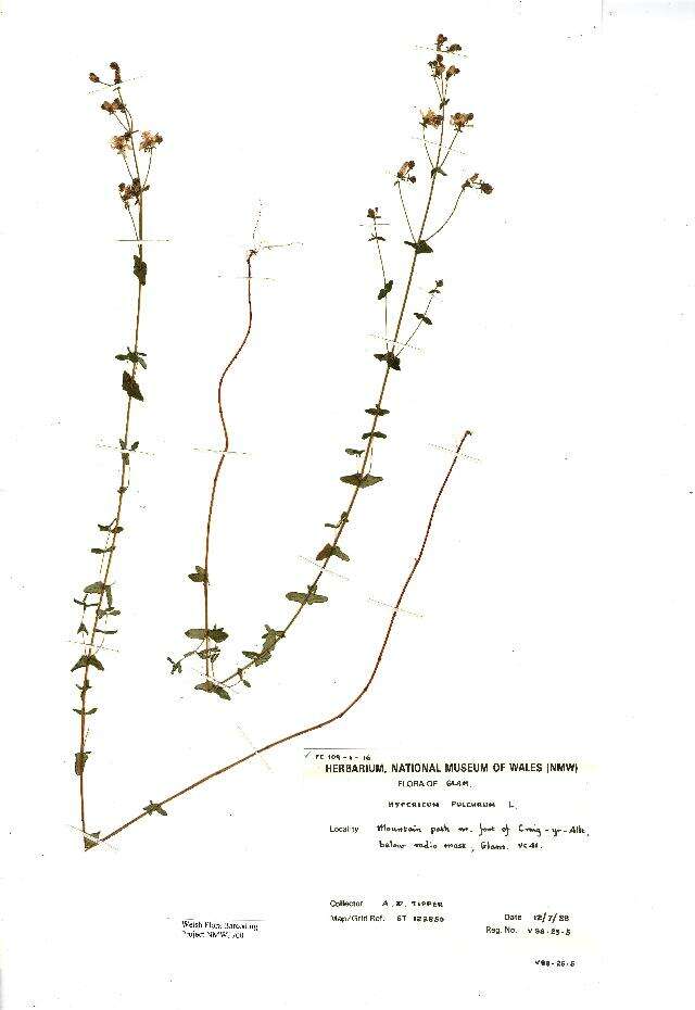Imagem de Hypericum pulchrum L.