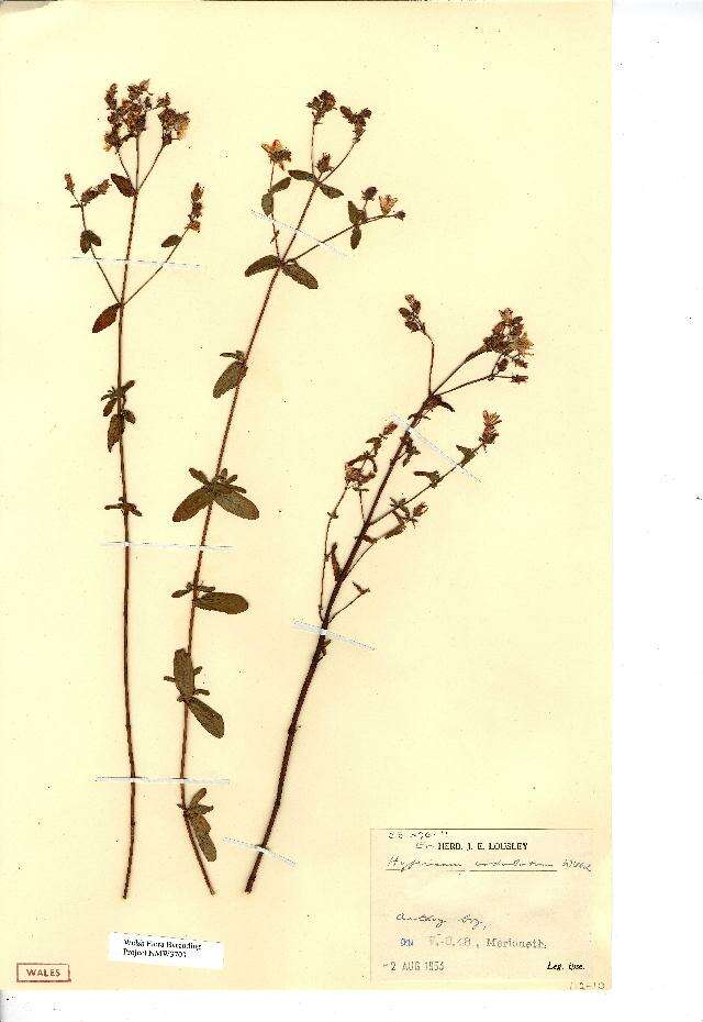Image de Hypericum undulatum Schousboe ex Willd.