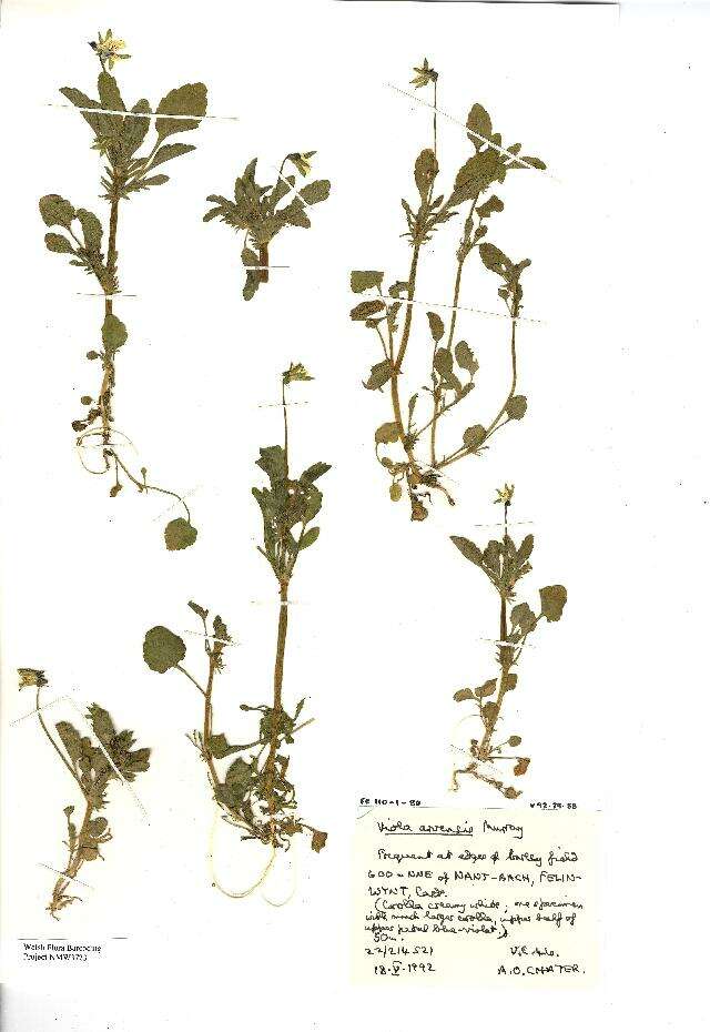 Image of Field Pansy
