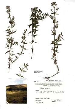 Image of Northern bedstraw