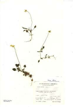 صورة Viola lutea Hudson