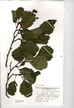 Image of European alder