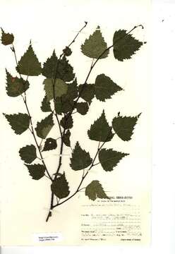 Image of Common Birch