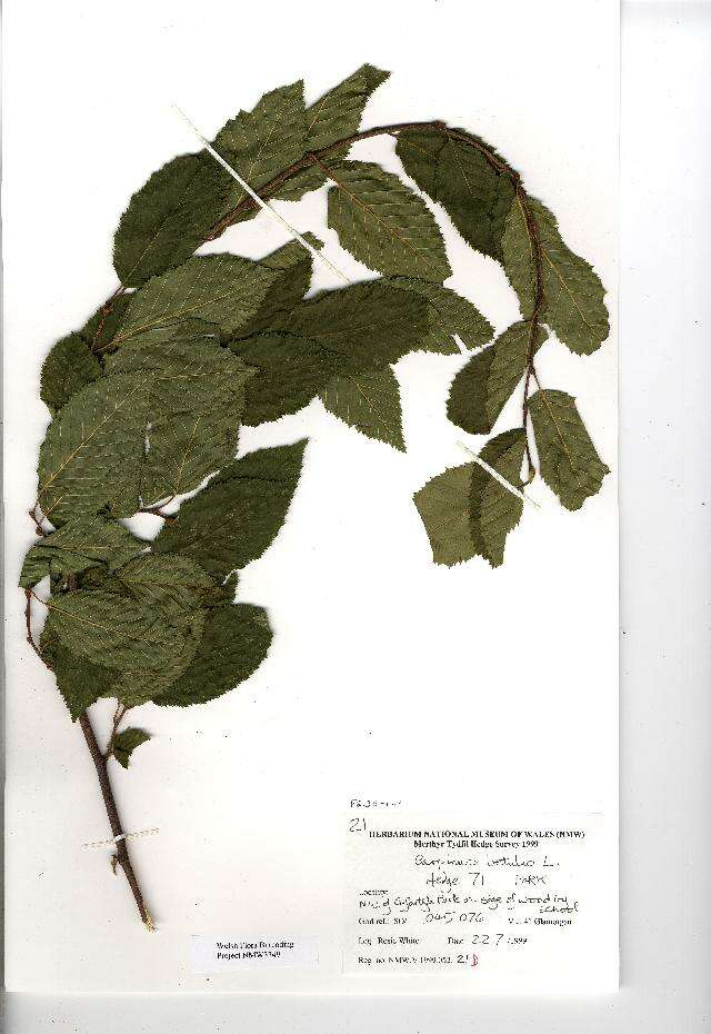 Image of European hornbeam