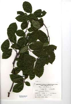 Image of European beech