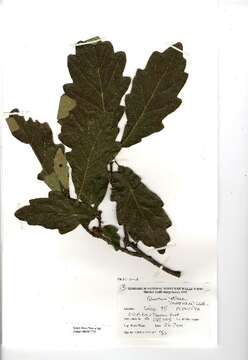 Image of sessile oak, durmast oak