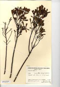 Image of Bog-myrtle