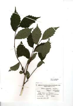 Image of Ulmus glabra