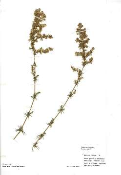 Image of Lady's Bedstraw