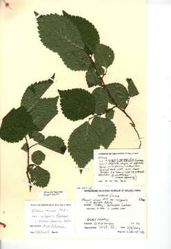 Image of English elm