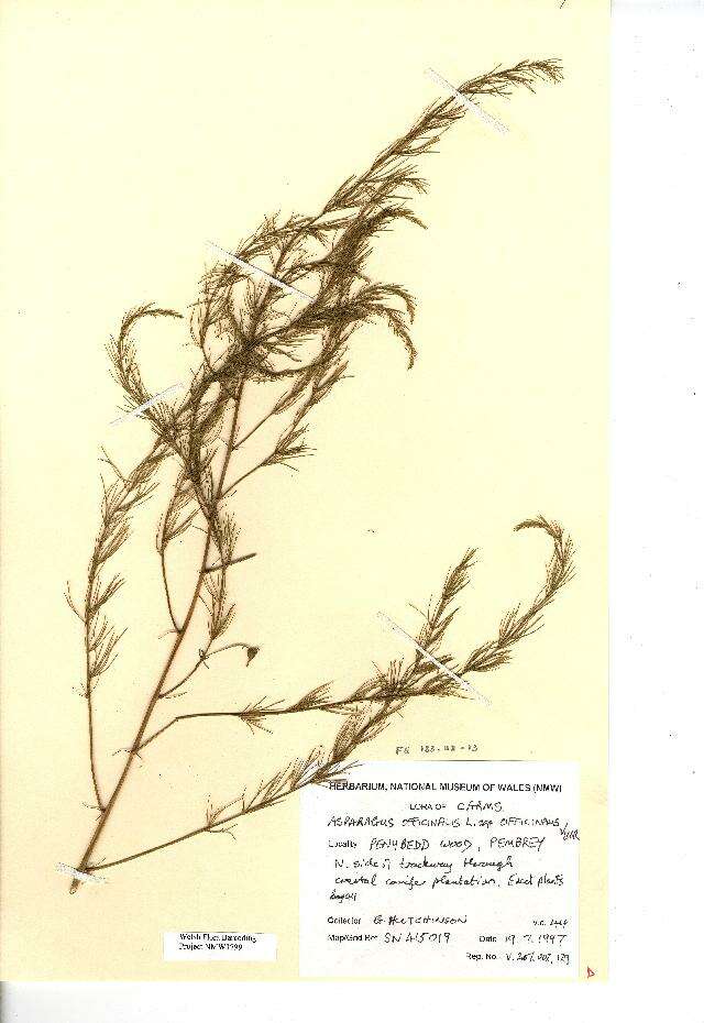 Image of garden asparagus