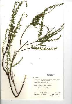 Genista anglica L. resmi