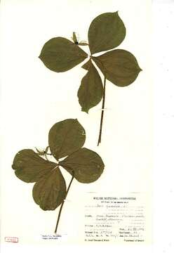 Image of herb Paris