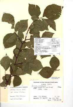 Image of Small-leaved Elm