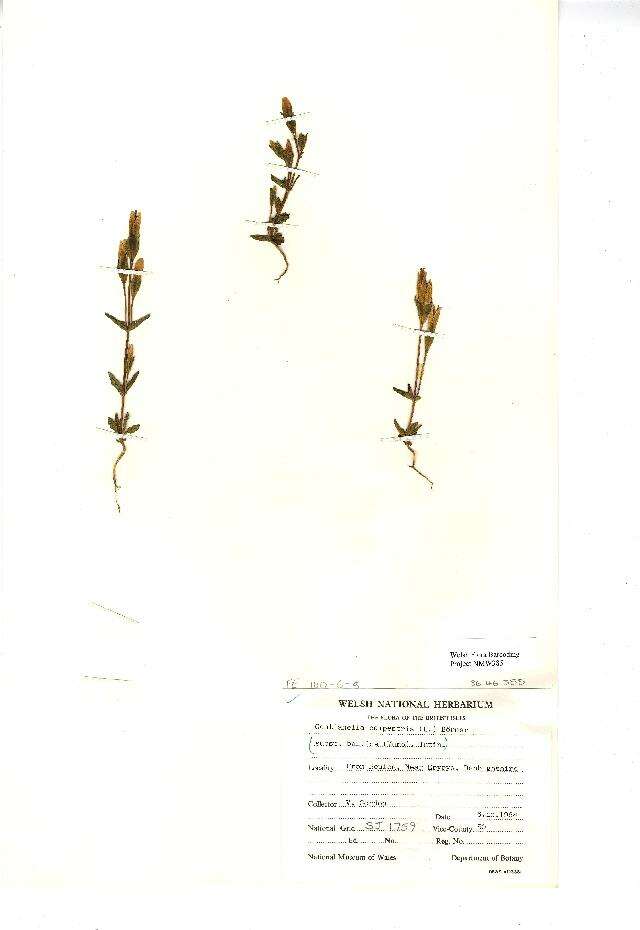 Image of field gentian