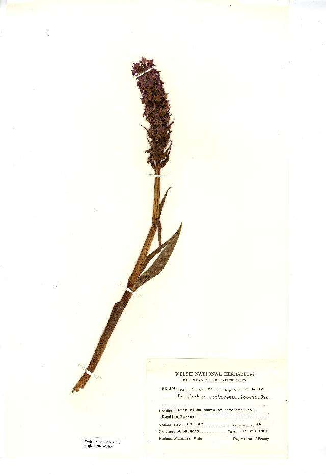 Image of Southern Marsh-orchid