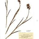 Image of <i>Dactylorhiza traunsteinerioides</i> (Pugsley) Landwehr