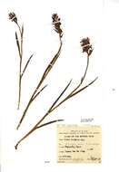 Image of Dactylorhiza traunsteinerioides (Pugsley) Landwehr