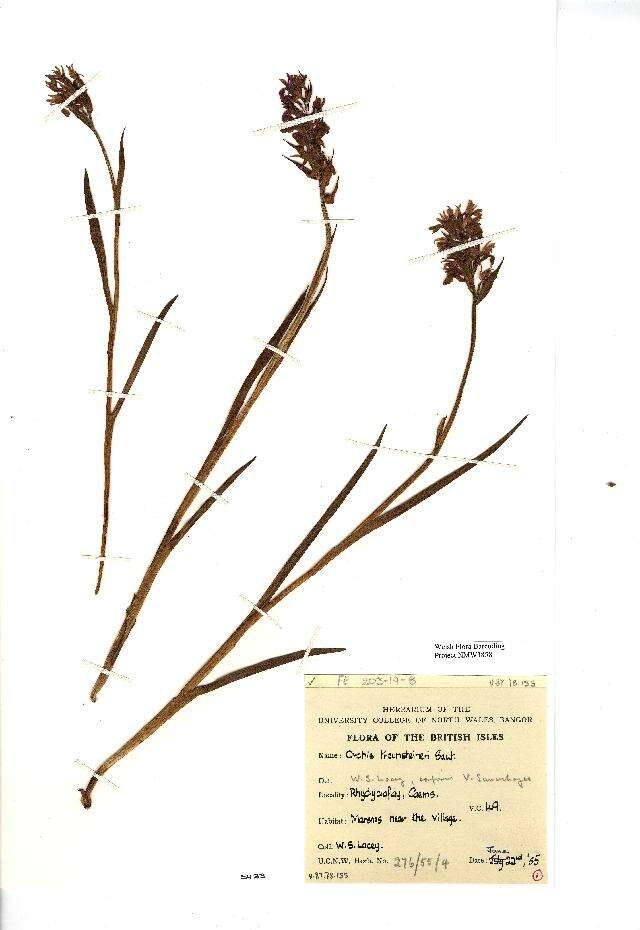 Image of Dactylorhiza traunsteinerioides (Pugsley) Landwehr