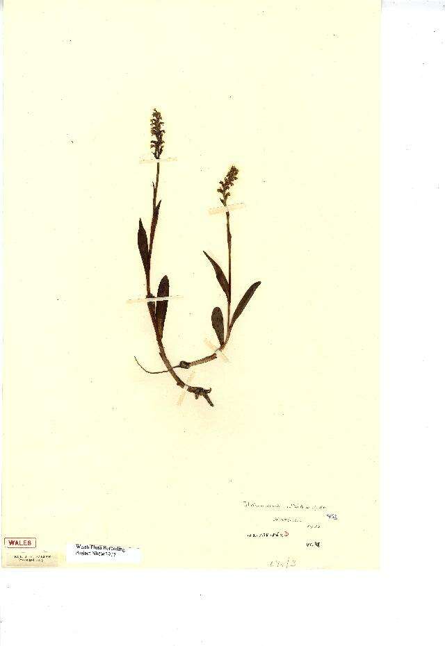 Image of Pseudorchis albida