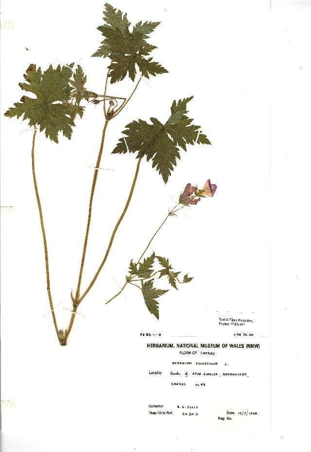 Image of Wood Crane's-bill