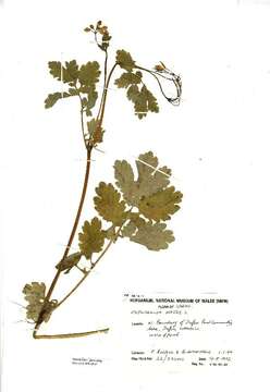 Image of celandine