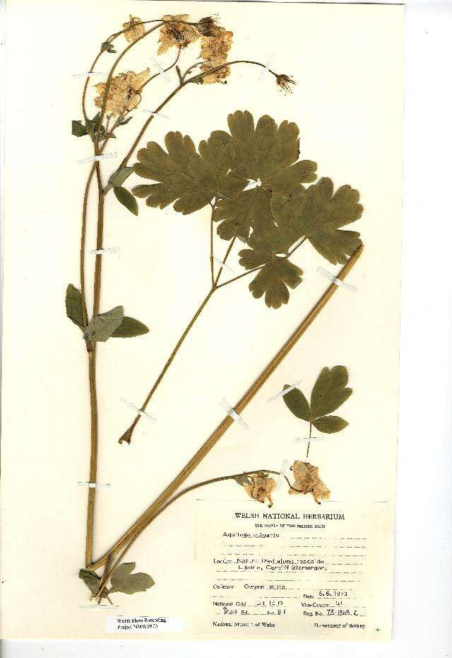 Image of Common columbine