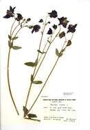 Image of Common columbine