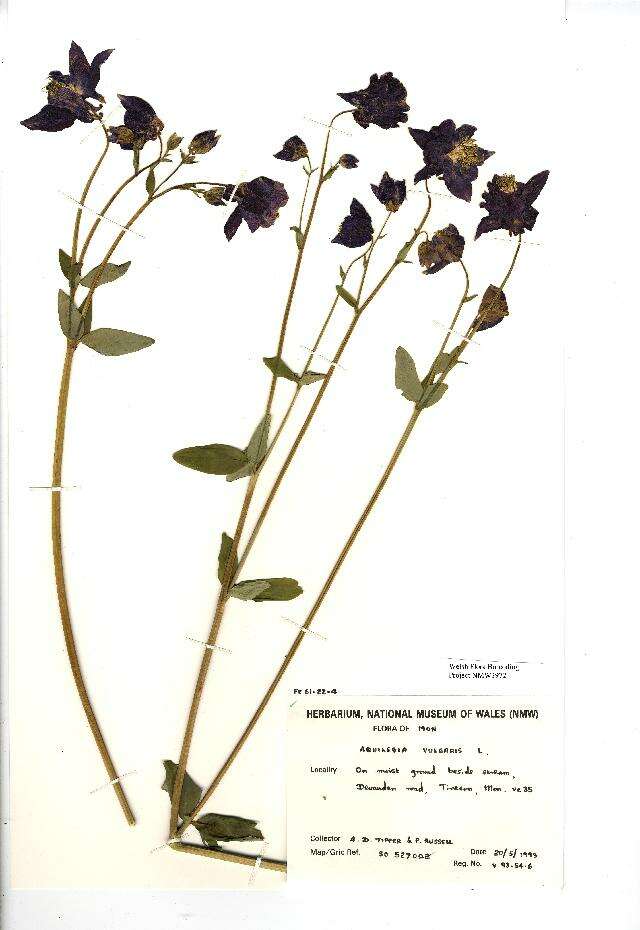 Image of Common columbine