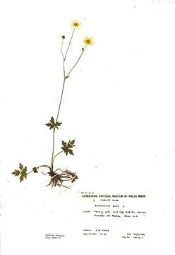 Image of common buttercup