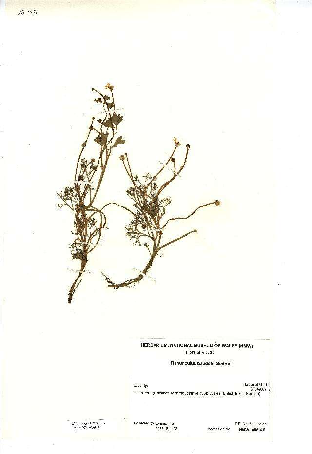 Image of Ranunculus peltatus subsp. baudotii (Godron) Meikle ex C. D. K. Cook