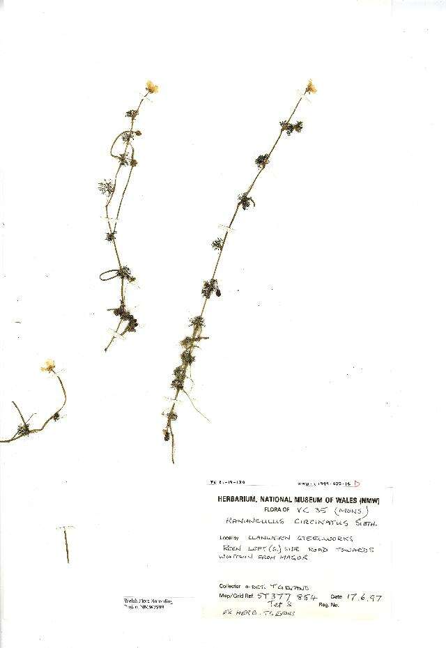 Image of water-crowfoot