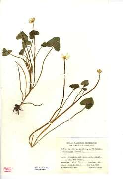 Image of Lesser celandine