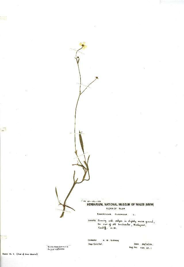 Image of Lesser Spearwort