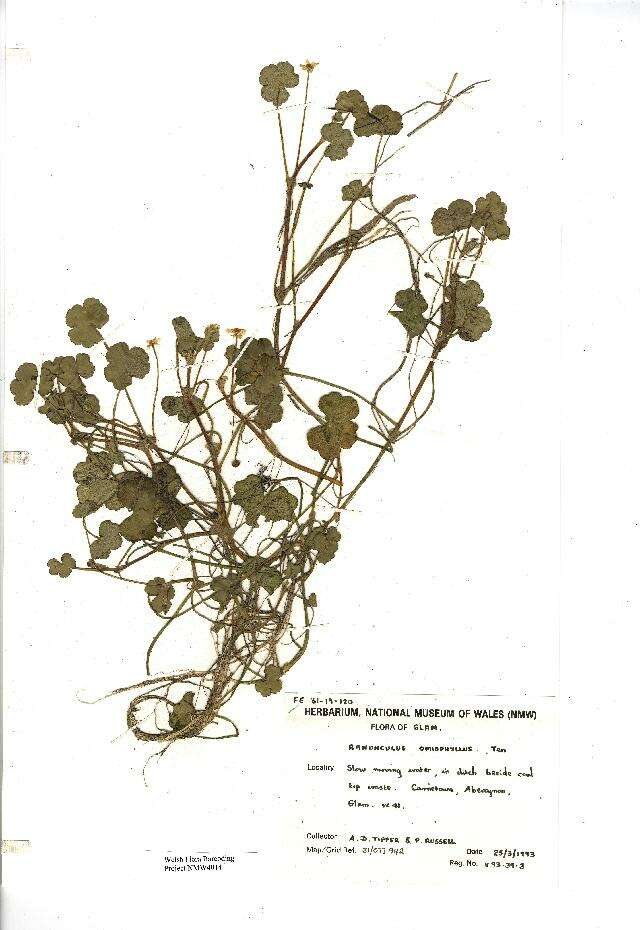 Image of Ranunculus omiophyllus Ten.