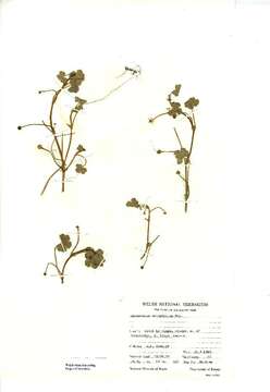 Image of Ranunculus omiophyllus Ten.