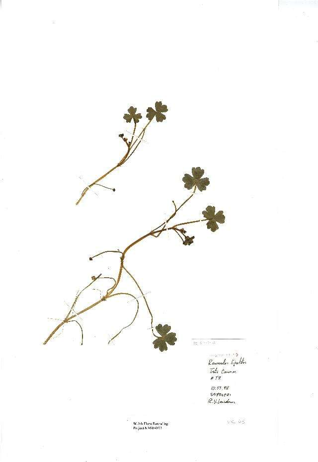 Ranunculus tripartitus (rights holder: National Museum Wales. National Museum Wales. Year: 2012.)