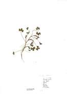 Image of Three-lobed Crowfoot