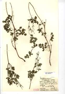 Image of lesser meadow-rue