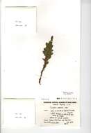 Imagem de Juniperus communis L.